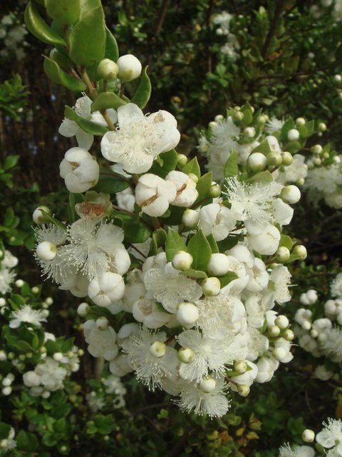 Luma chequen fleur detail P12